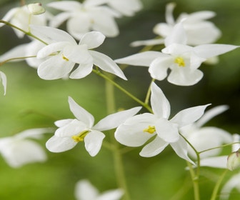 Elfenplant (Epimedium youngianum 'Niveum')
