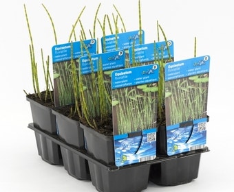 Holpijp (Equisetum fluviatile)