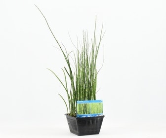 Holpijp (Equisetum japonica)