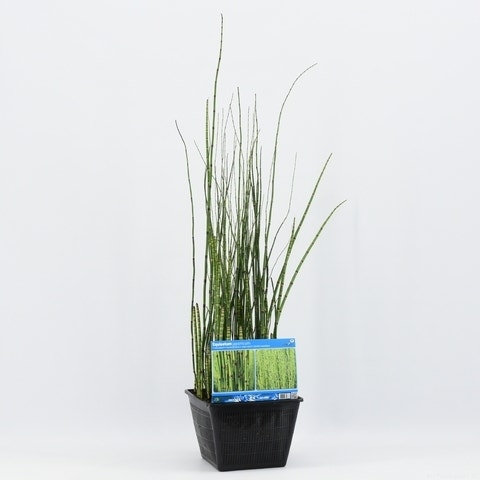 Holpijp (Equisetum japonica)