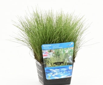 Dwergholpijp (Equisetum scirpoides)
