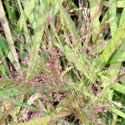 Eragrostis spectabilis