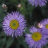 Fijnstraal (Erigeron 'Dunkelste Aller')