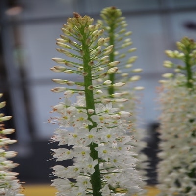 Eremurus himalaicus (Naald van Cleopatra)