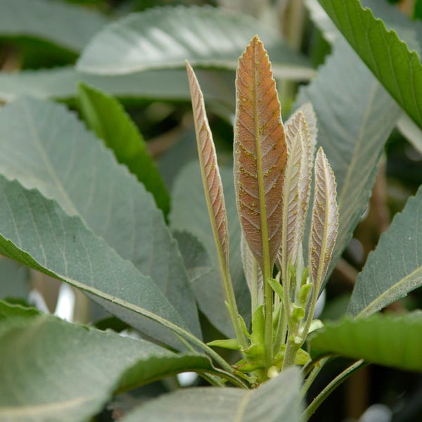 Japanse mispel op stam (Eriobotrya japonica 'Coppertone')