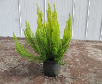Goudbladige Boomheide (Erica arborea 'Albert's Gold')