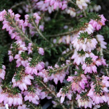 Rode winterheide (Erica carnea 'December Red')