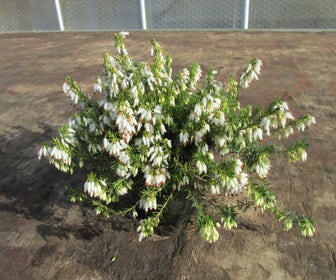 Winterheide (Erica carnea 'Springwood White')