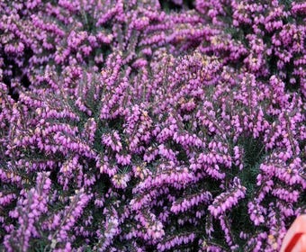 Rode Winterheide (Erica darleyensis 'Kramer's Rote')
