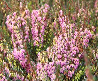 Winterheide paars-roze (Erica darleyensis 'Rubina')