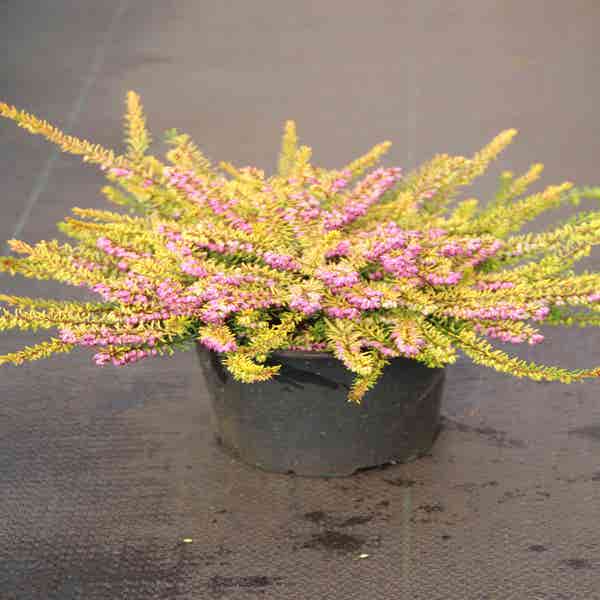 Winterheide (Erica darleyensis 'Stieneke') 20/25cm