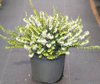 Witte Winterheide (Erica darleyensis 'White Perfection')
