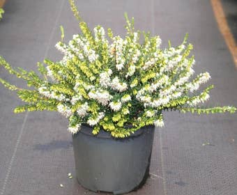 Witte Winterheide (Erica darleyensis 'White Perfection')
