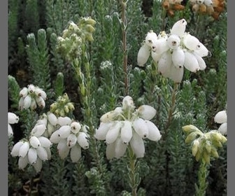Gewone Dopheide (Erica tetralix 'Alba') 