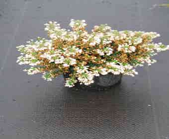 Zwerfheide wit (Erica vagans ''Lyonesse'')