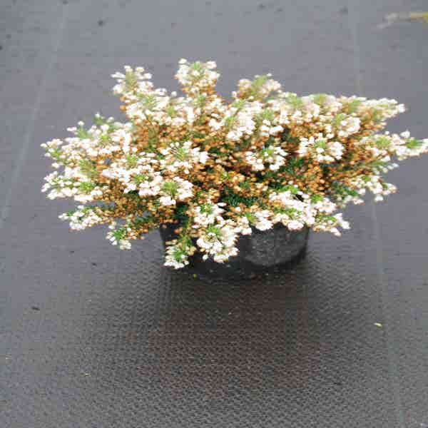 Zwerfheide wit (Erica vagans ''Lyonesse'') 15/20cm P12