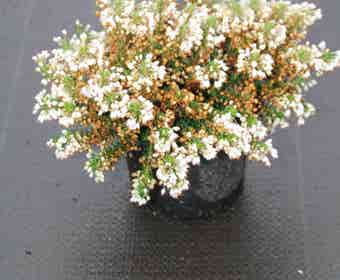 Zwerfheide wit (Erica vagans ''Lyonesse'')