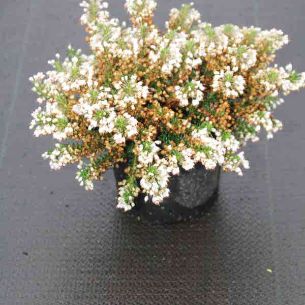 Zwerfheide wit (Erica vagans ''Lyonesse'') 15/20cm P12