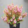 Zwerfheide rozerood (Erica vagans ''Mrs.D.F.Maxwell'')