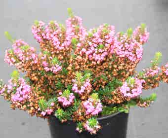 Zwerfheide rozerood (Erica vagans ''Mrs.D.F.Maxwell'')