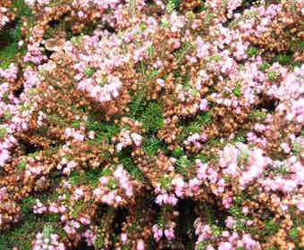 Zwerfheide donkerrose (Erica vagans 'Pyrenees Pink'')
