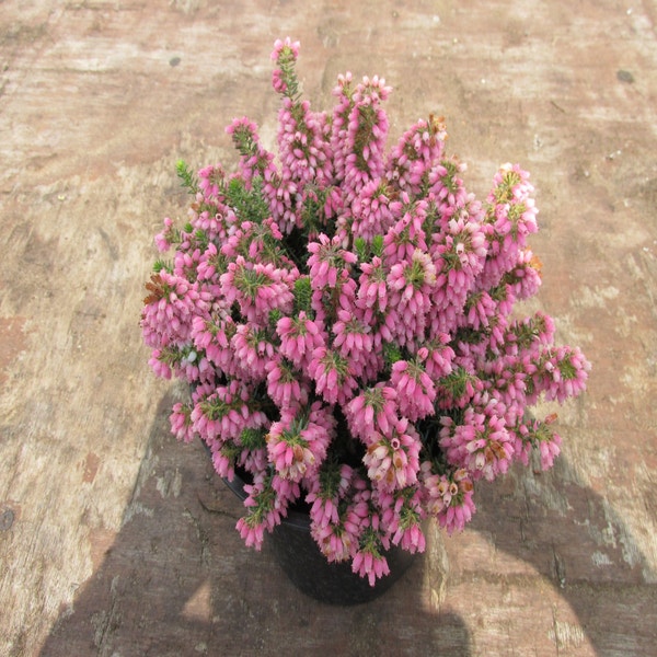 Zwerfheide (Erica williamsii 'Ken Wilson') C1,5