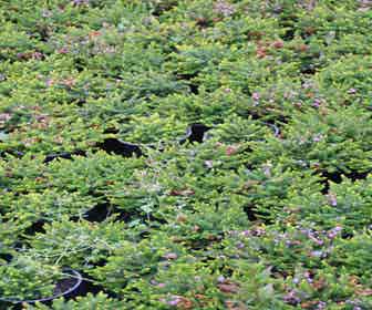 Zwerfheide lilapaars (Erica williamsii ''P.D.Williams'')