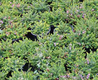 Zwerfheide lilapaars (Erica williamsii ''P.D.Williams'')