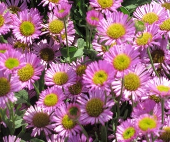 Fijnstraal (Erigeron glaucus 'Sea Breeze')