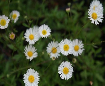 Fijnstraal (Erigeron karvinskianus)