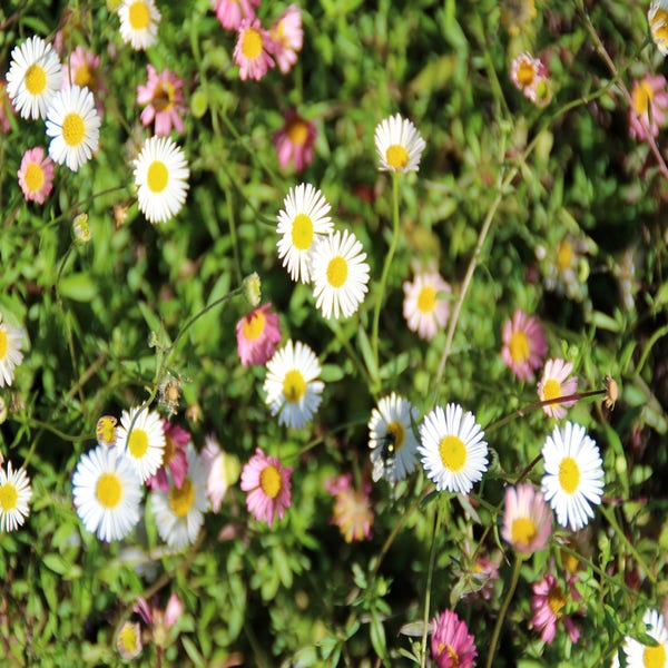 Erigeron karvinskianus 'Profusion' | Bloemenpark