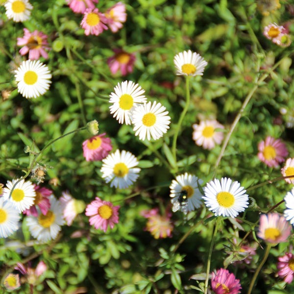 Erigeron karvinskianus 'Profusion' | Bloemenpark Erigeron karvinskianus 'Profusion' | Bloemenpark