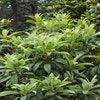 Japanse mispel (Eriobotrya japonica)