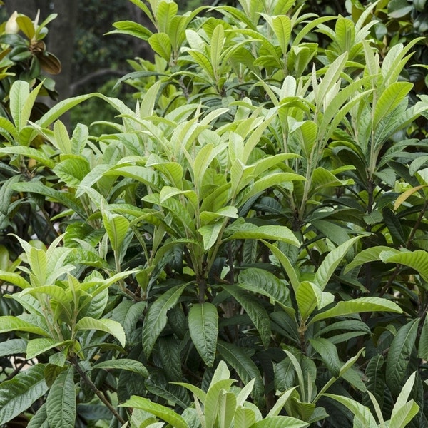 Japanse mispel (Eriobotrya japonica) Directplant Japanse mispel (Eriobotrya japonica) Directplant