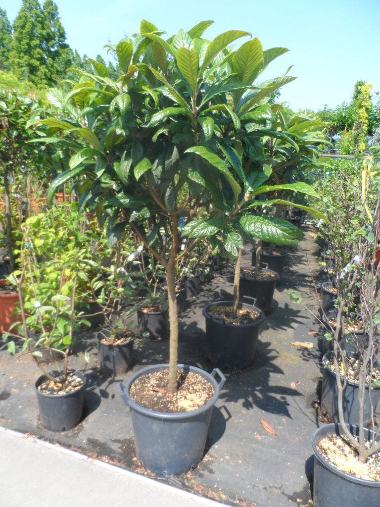Japanse Mispel als boom (Eriobotrya japonica) Directplant Japanse Mispel als boom (Eriobotrya japonica) Directplant