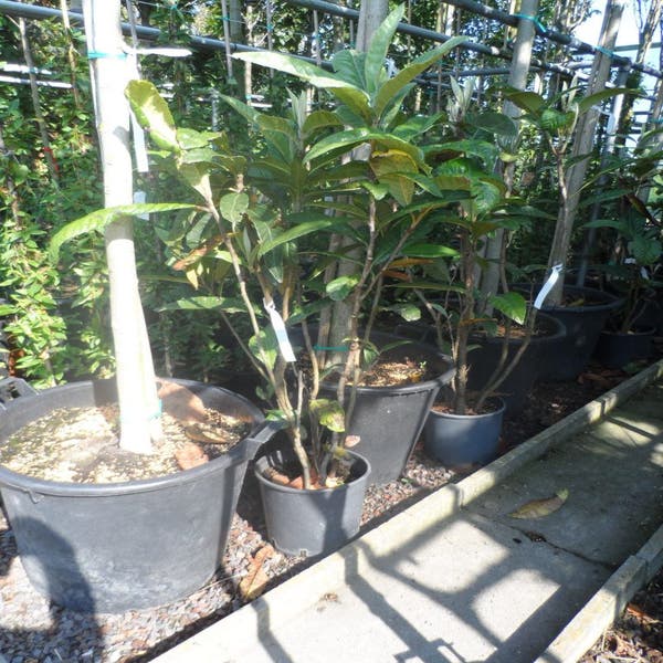 Japanse mispel (Eriobotrya japonica) Directplant