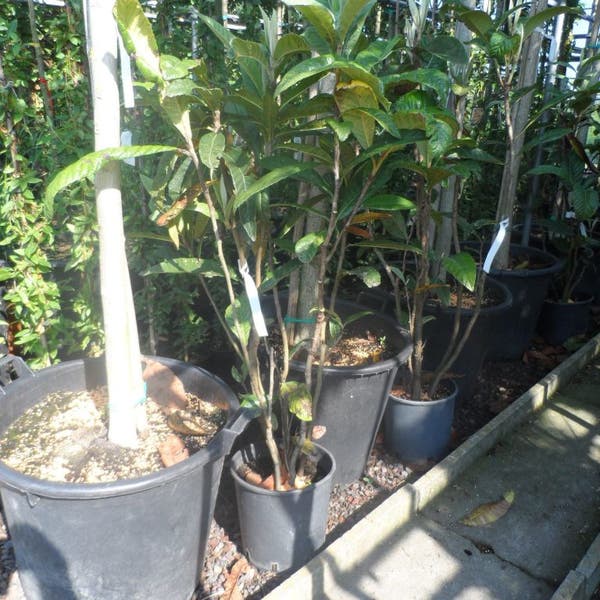 Japanse mispel (Eriobotrya japonica) Directplant Japanse mispel (Eriobotrya japonica) Directplant