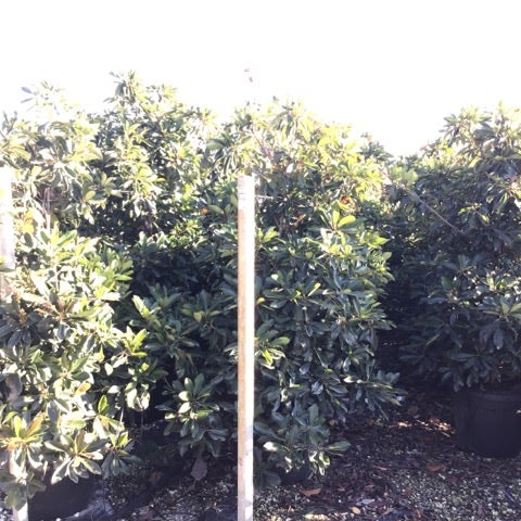 Japanse mispel (Eriobotrya japonica 'Coppertone')