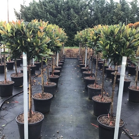 Japanse mispel op stam (Eriobotrya japonica 'Coppertone')