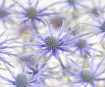 Kruisdistel (Eryngium 'Big Blue')