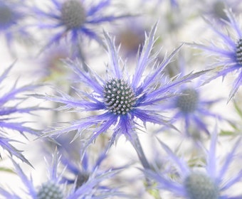 Kruisdistel (Eryngium 'Big Blue')