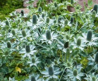 Kruisdistel (Eryngium giganteum)