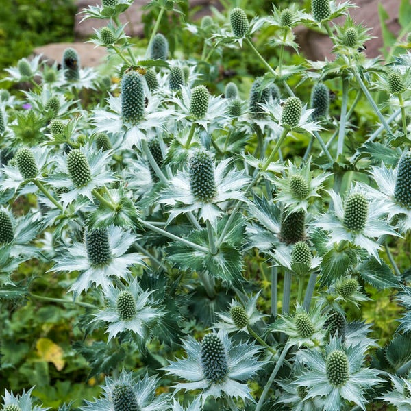 Kruisdistel (Eryngium giganteum)