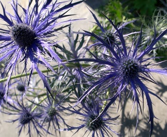 Kruisdistel (Eryngium 'Pen Blue')