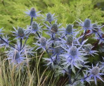 Blauwedistel (Eryngium planum)