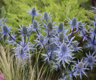 Blauwedistel (Eryngium planum) BIO