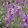 Muurbloem (Erysimum 'Bowles Mauve')
