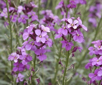 Muurbloem (Erysimum 'Bowles Mauve')