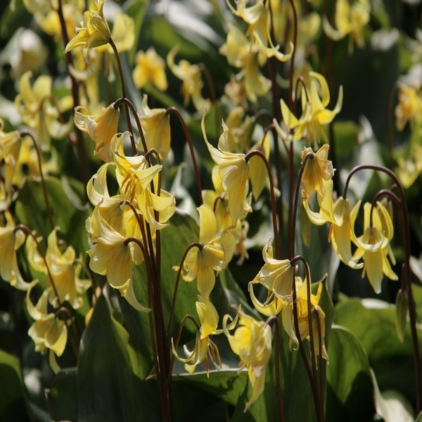 Erythronium 'Pagoda' (Hondstand)