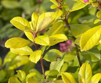 Escallonia  (Escallonia 'Gold Ellen')